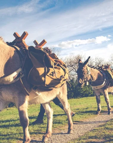 Donkeys and llamas