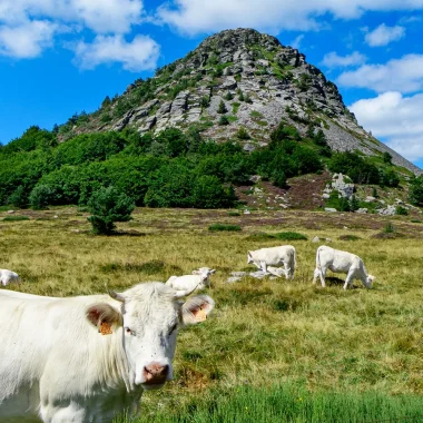 Mont Gerbier de Jonc in summer, with cows