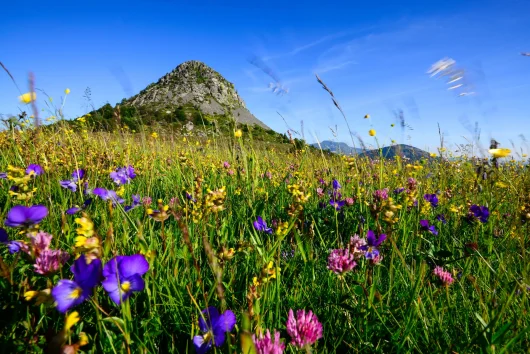 Mont-gerbier-de-Jonc, in spring