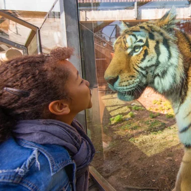Little girl facing a tiger at the Peaugres Safari