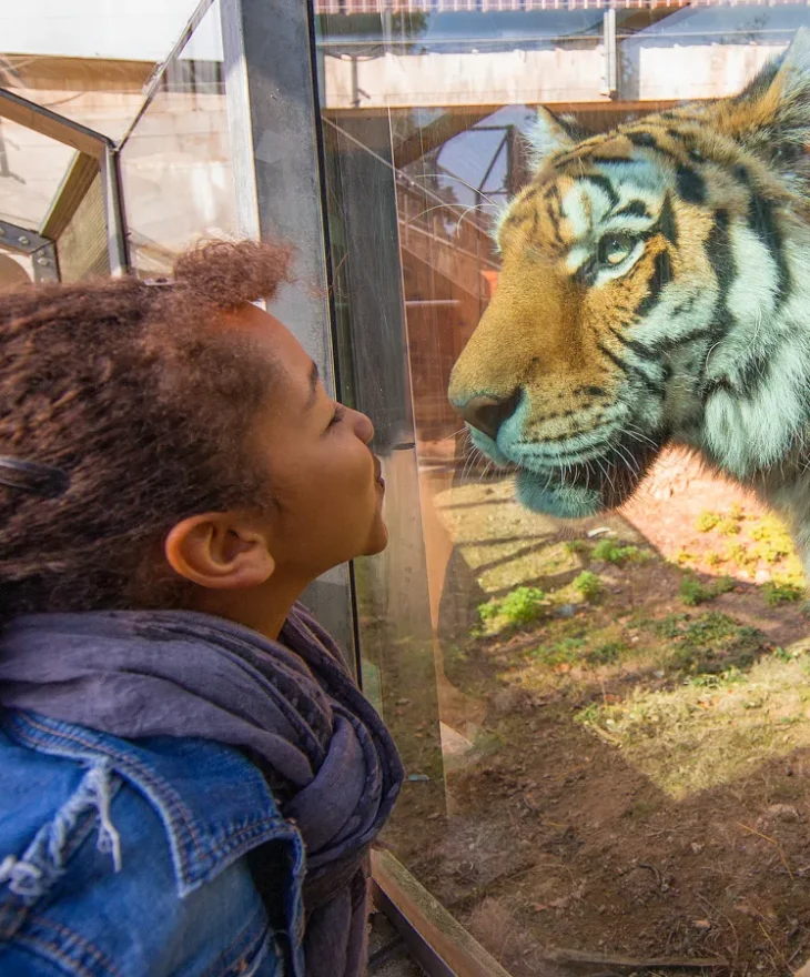 Little girl facing a tiger at the Peaugres Safari