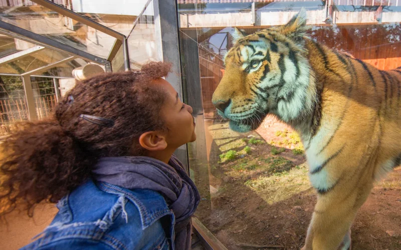 Little girl facing a tiger at the Peaugres Safari