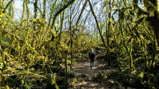 Man wandering in the Paiolive wood