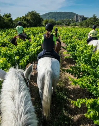 Group horse riding, in a vineyard around the village with outstanding character of Alba-la-Romaine, in summer
