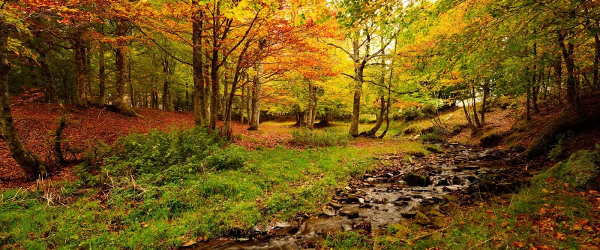 Stream in a wood in autumn