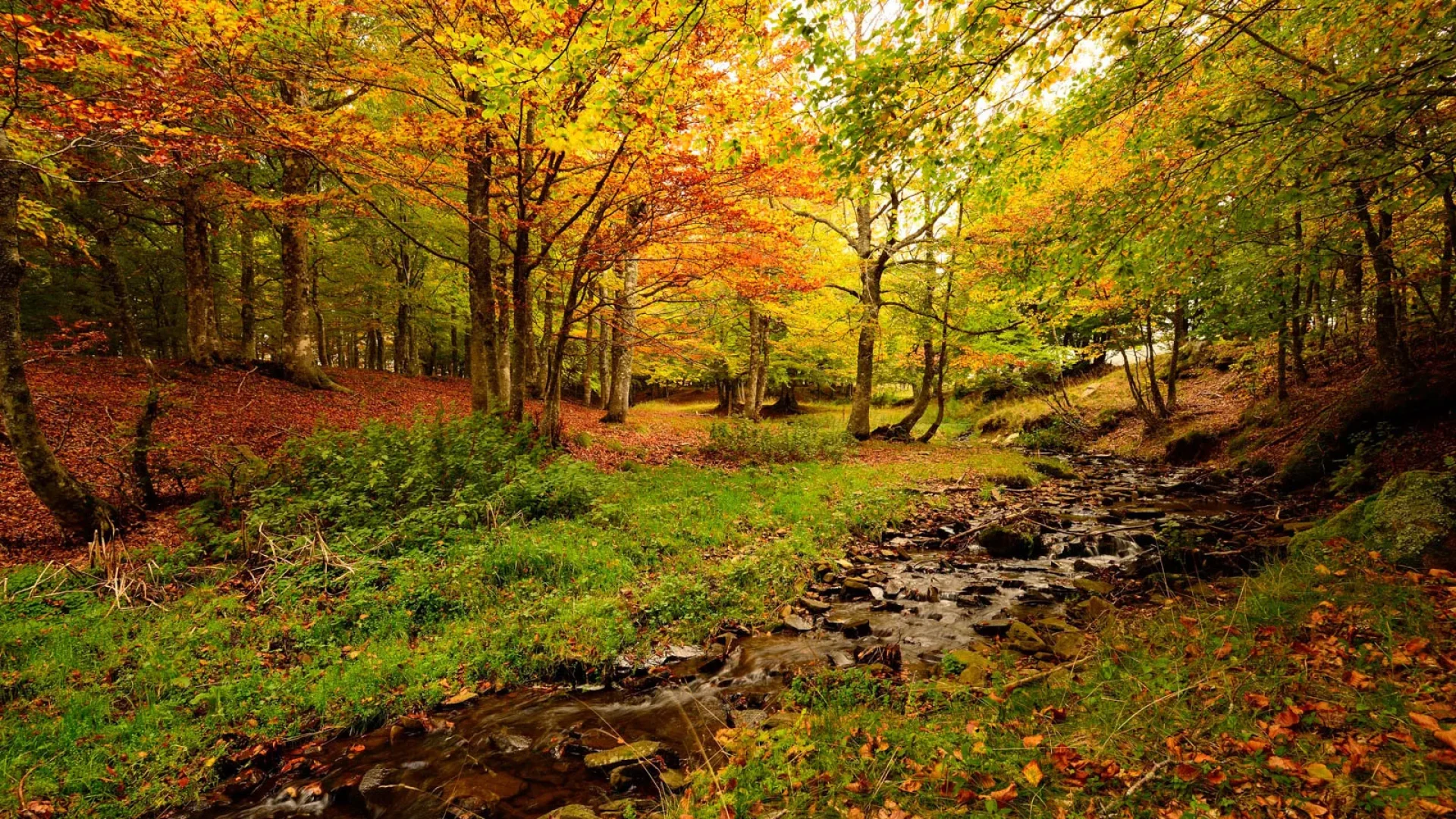Stream in a wood in autumn