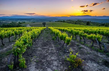 Fields of vines in a vineyard in the South of Ardèche, at sunset, in summer