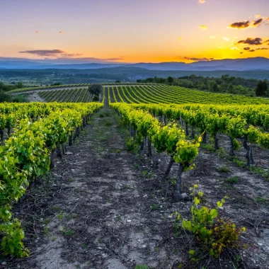 Fields of vines in a vineyard in the South of Ardèche, at sunset, in summer