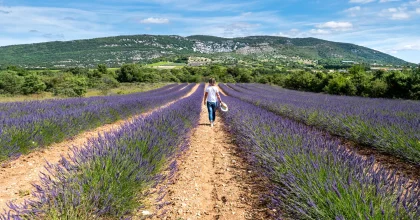 Femme wandering in a lavender field