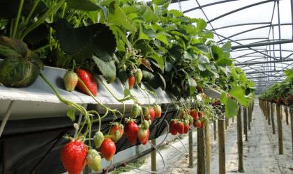 Aux délices de la ferme ardéchoise - Les fraises_Aux délices de la ferme ardéchoise_Tournon sur Rhône