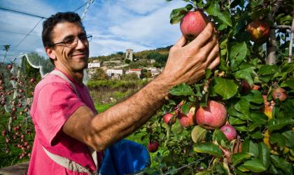 © Ardèche le goût - Séverine Baur - La cueillette des pommes