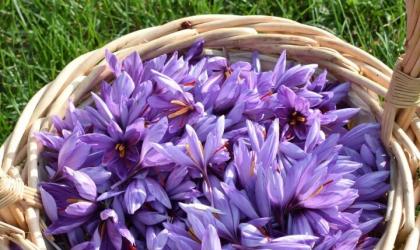©Safran de romégier - Récolte de fleurs de safran