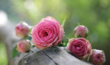©pixabay - roses ©pixabay