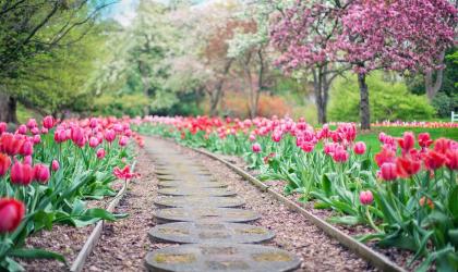 https://pixabay.com/fr/photos/sentier-chemin-tulipes-roses-2289978/