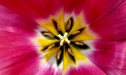 ©pixabay - Tulipe en fleur ©pixabay