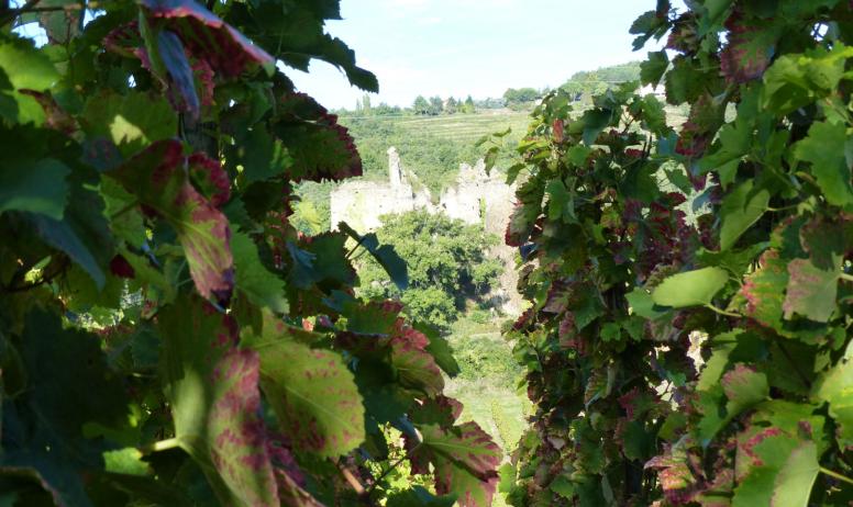 Hermitage Tournonais Tourisme - vigne