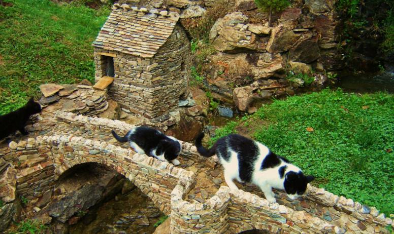 Bouvarel Pierre - Ya des chats sur le pont
