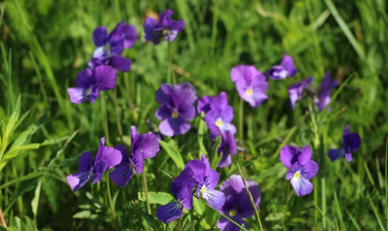 Gîtes de France - violettes de Saint Eulalie "foire le 12 Juillet"