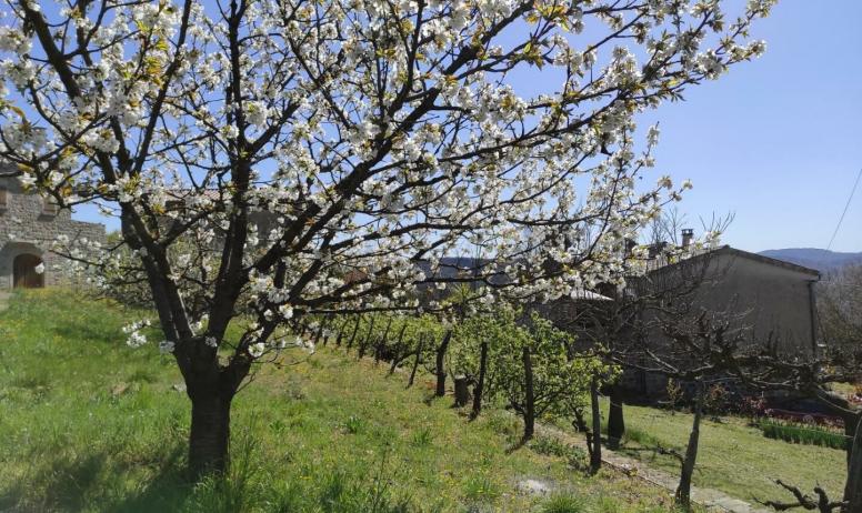 Gîtes de France - Maison indépendante avec jardin - Jolie cerisier en fleurs