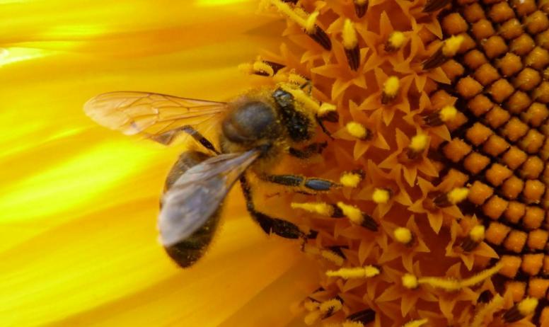 Gîtes de France - Nos abeilles ardéchoises produisent un miel délicieux.