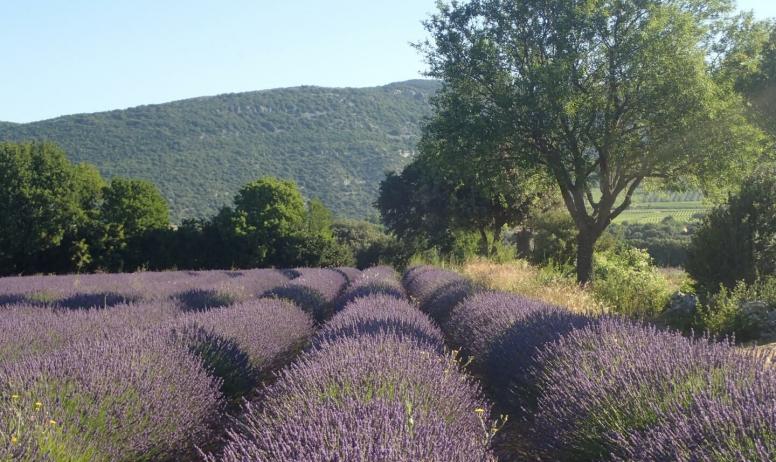 Gîtes de France - De juin à fin juillet, de nombreux champs de lavande sont en fleurs. 
C'est l'occasion d'aller voir de somptueux paysages.
