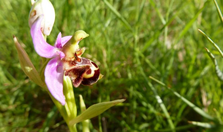 Gîtes de France - Une des nombreuses orchidées sauvages. Elles font parties du paysage Ardéchois.