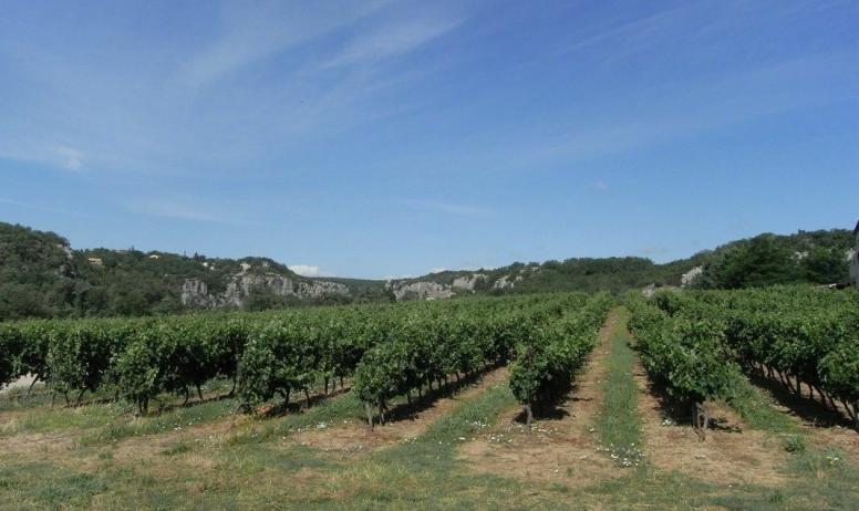 Gîtes de France - Vue sur les vignes du propriétaire