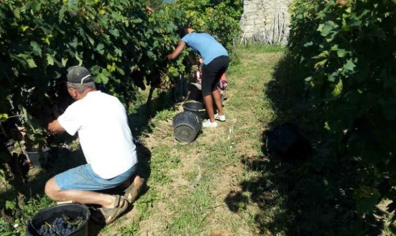 Gîtes de France - Récolte du raisin pour la fabrication de notre jus de raisin et de la Carthagène (Apéro maison)