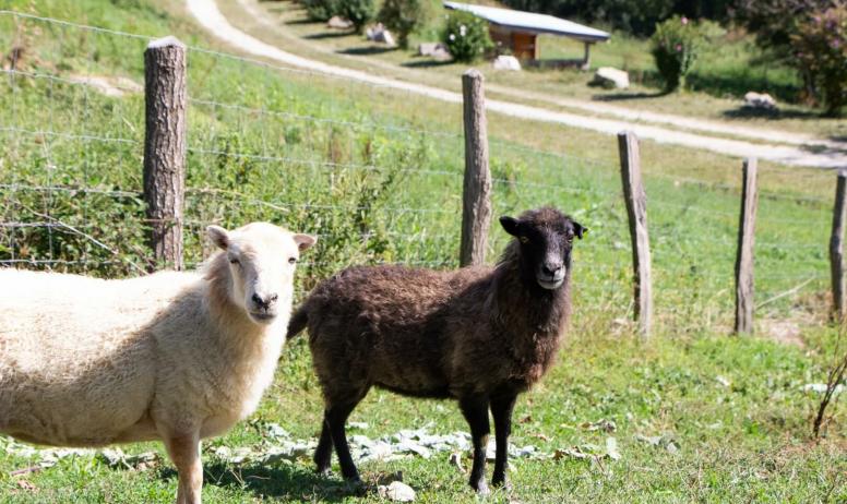 Gîtes de France - Nos petits moutons 