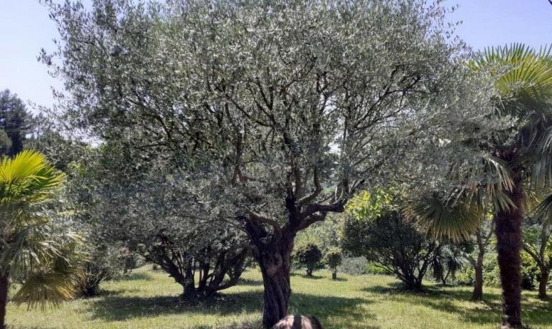 Gîtes de France - L'olivier centenaire du parc