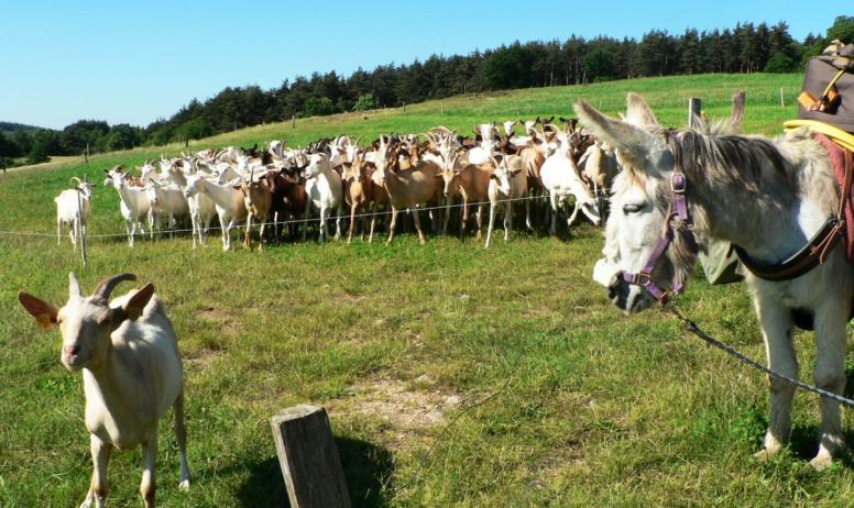 © Ânes sans frontières - Rencontre des ânes avec les chèvres