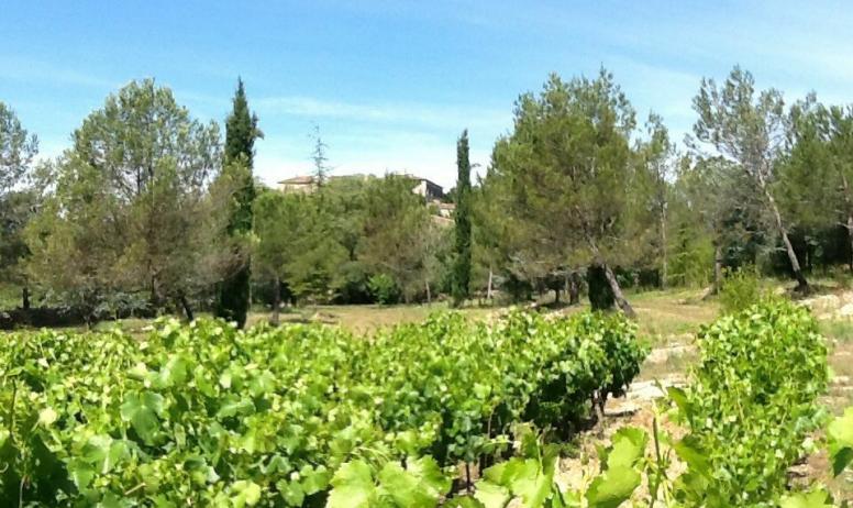Gîtes de France - Les vignes tout près de la Manaudiere 