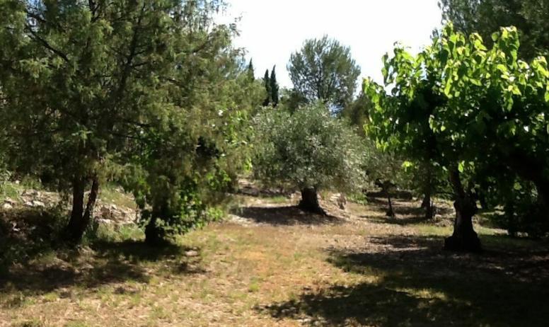 Gîtes de France - Oliviers mûriers chênes truffiers pins d'Alep pins parasols cyprès bleus ifs