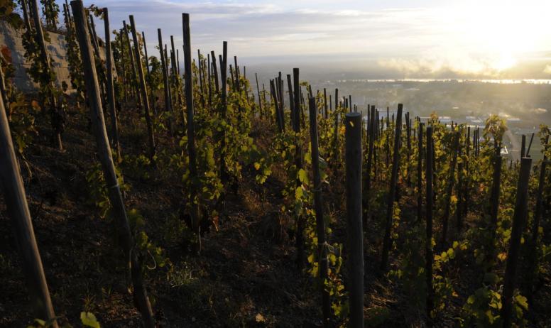 Domaine Gilles Robin - Les vignes au levé du soleil