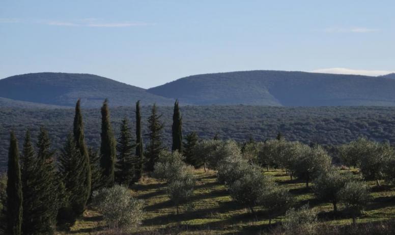 Gîtes de France - Vue de l'oliveraie