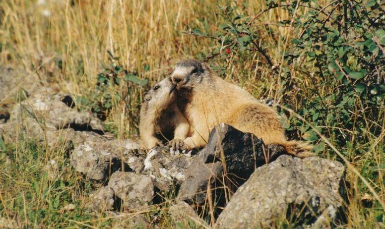 Gîtes de France - Au centre du volcan des CUZETS
Un moment s'impose pour admirer les marmottes

