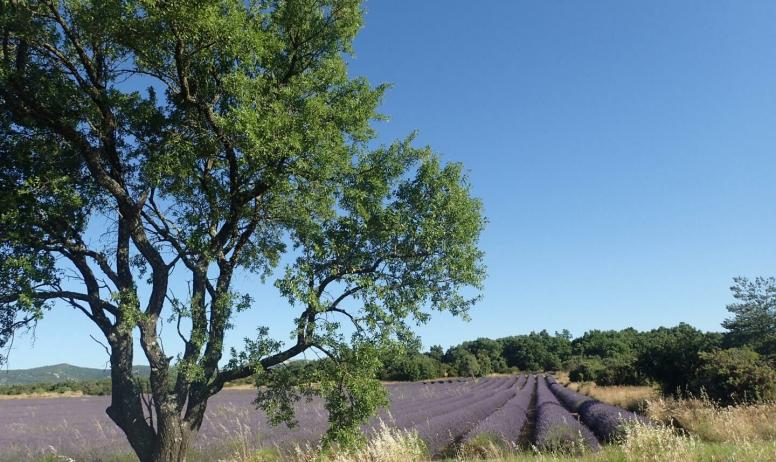 Gîtes de France - De juin en juillet, les lavandes sont en fleurs. C'est l'occasion d'admirer de somptueux paysages Ardéchois.