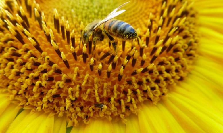 Gîtes de France - Nos abeilles produises un miel délicieux.