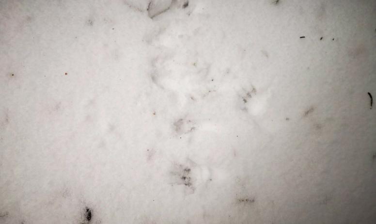 ©o.mathis - Empreintes d'écureuil dans la neige ©o.mathis