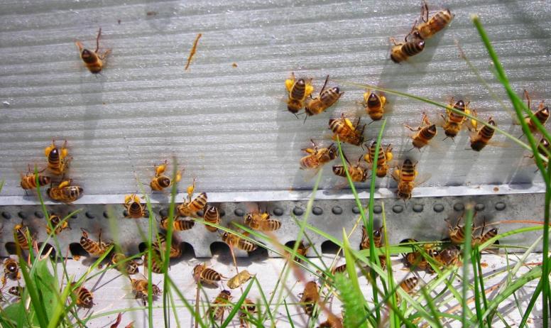 Terre d'abeille - abeilles devant ruche avec polen